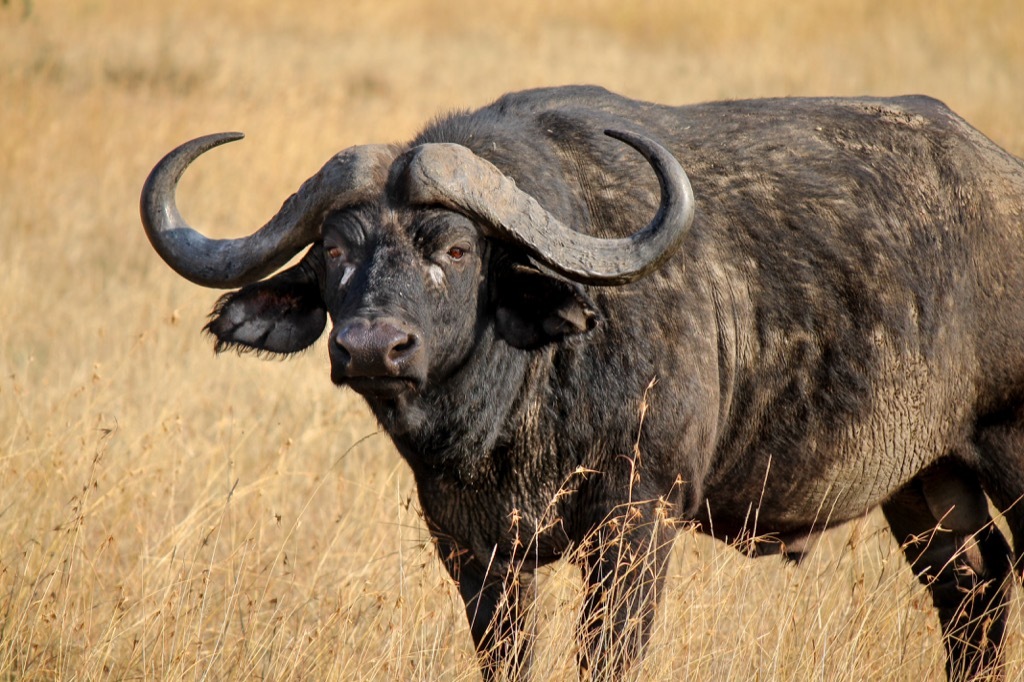 cape buffalo