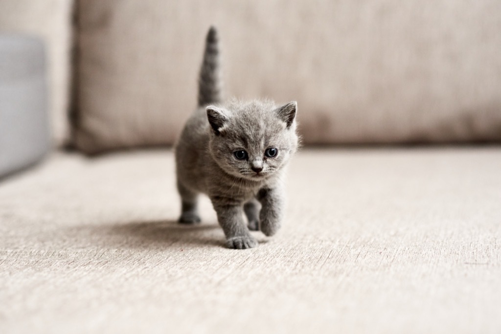 grey kitten funny pet stories