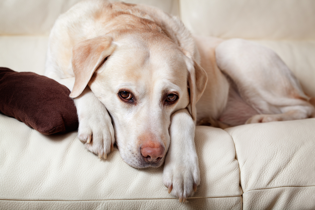 sad dog, things housekeepers hate