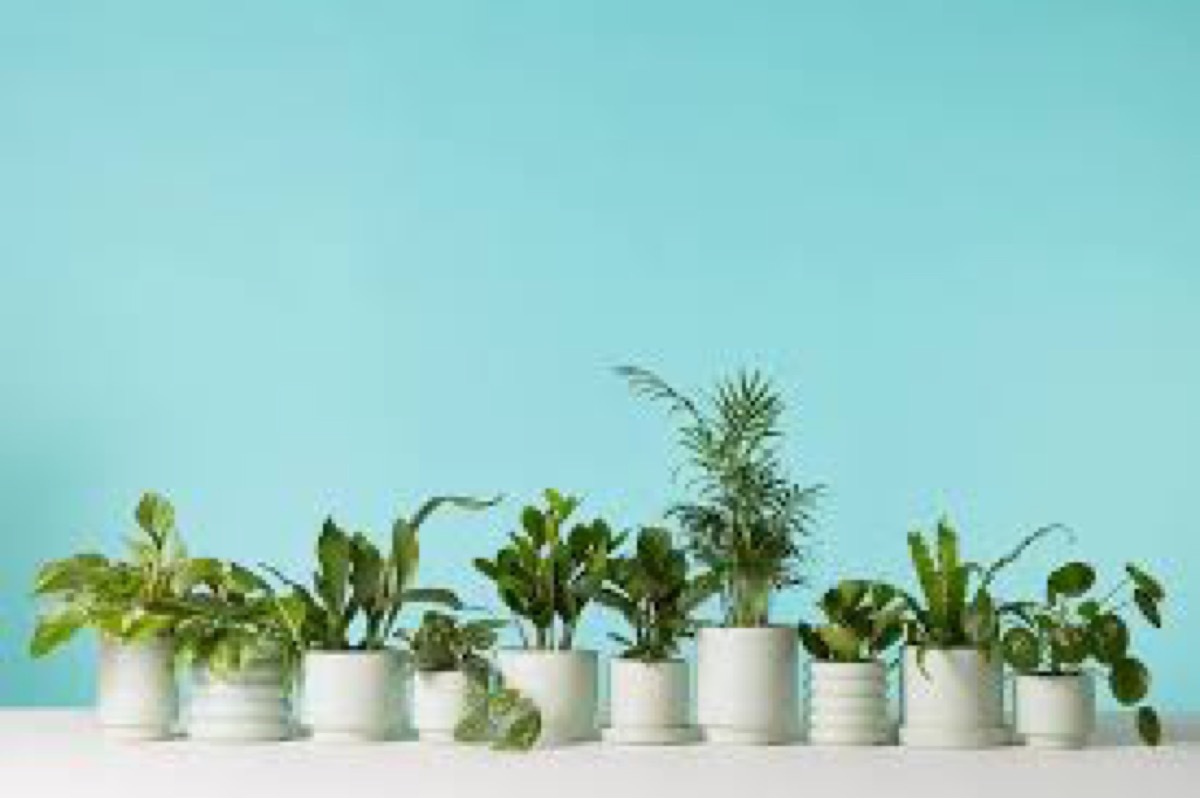 white jars of plants