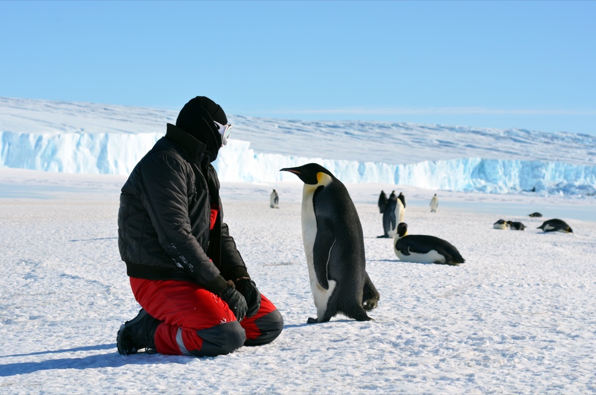 Emperor penguin and researcher at progress station, antarctica photos of wild penguins