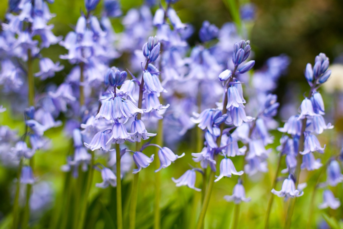 bluebell flowers