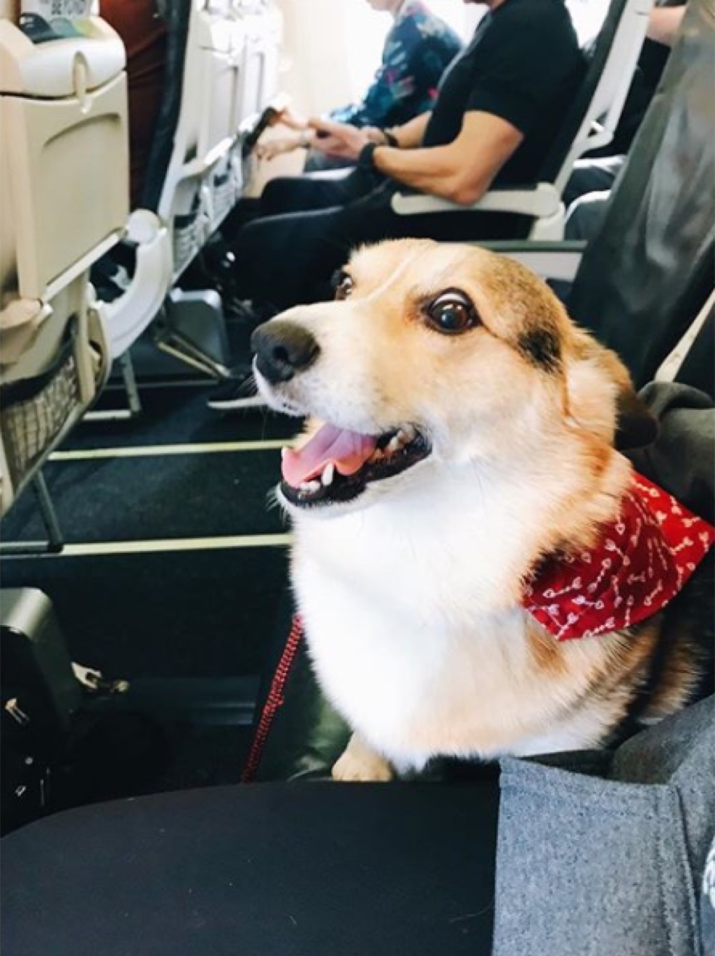 Cora the Corgi, feel-good stories