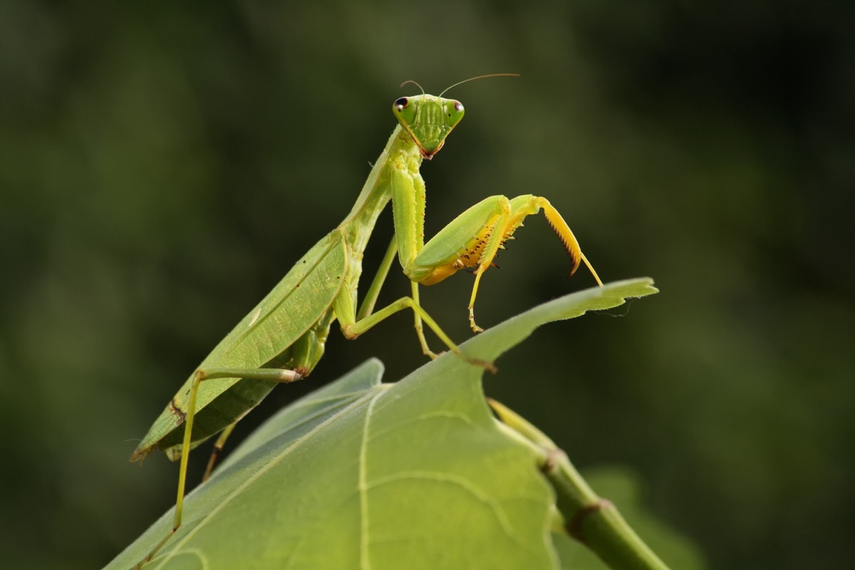 Praying Mantis on Leaf