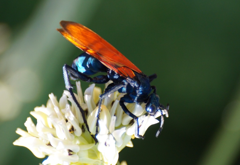 Tarantula hawk wasp