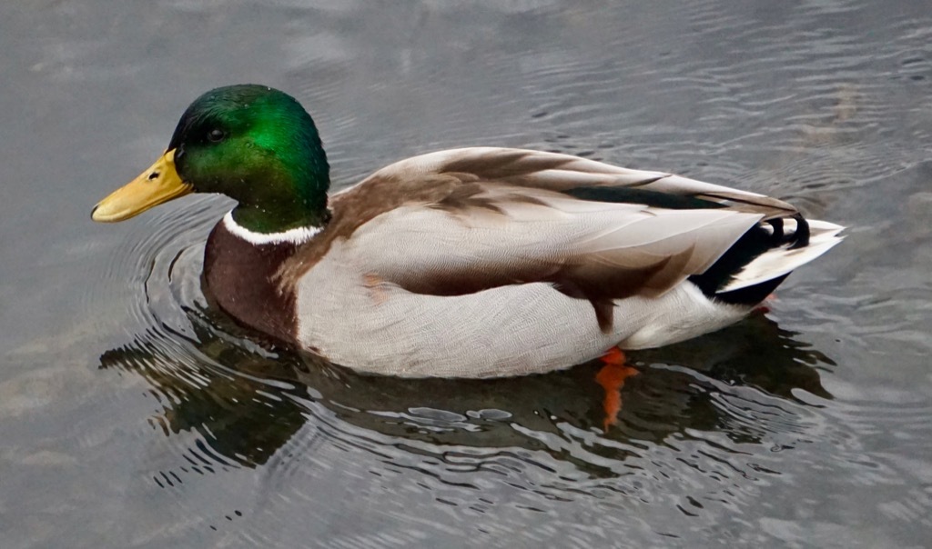 Duck Swimming Animal Jokes