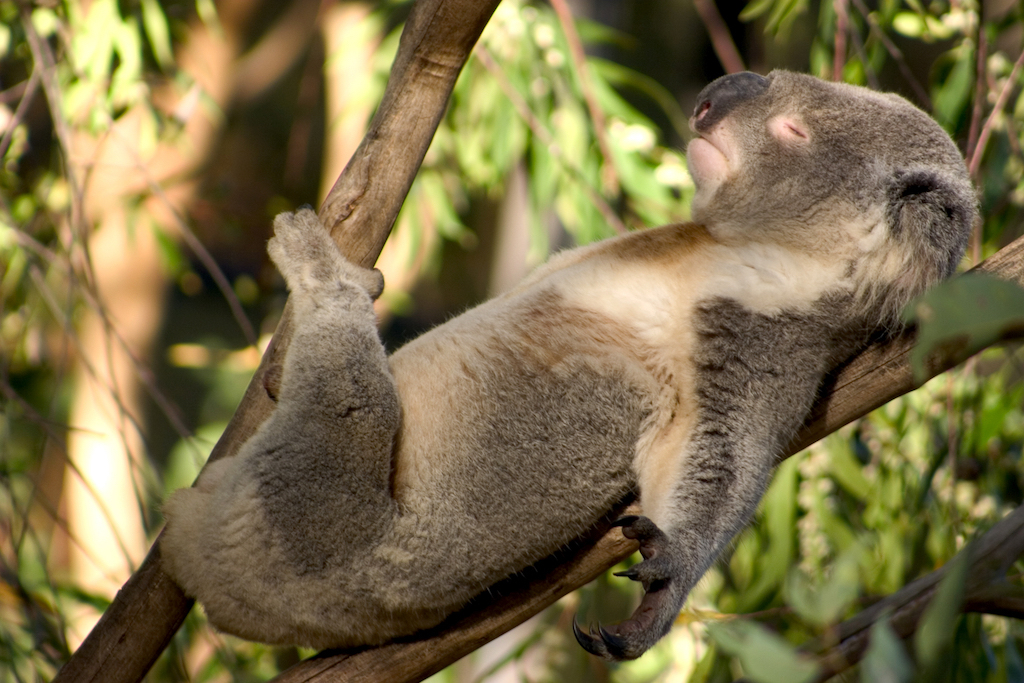 sleeping koala