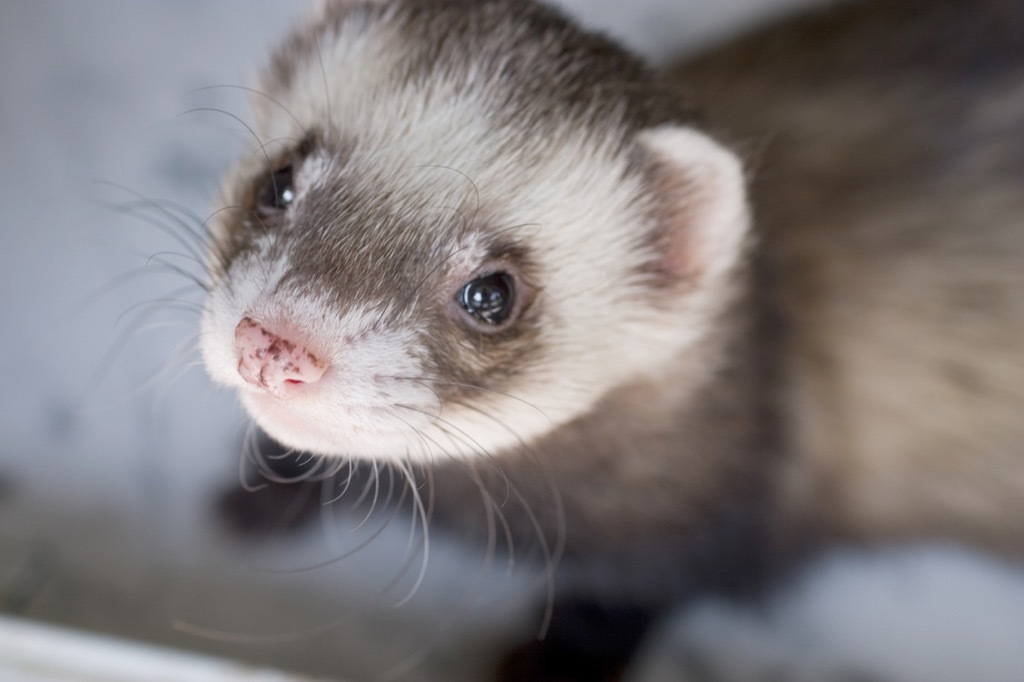 Ferret face