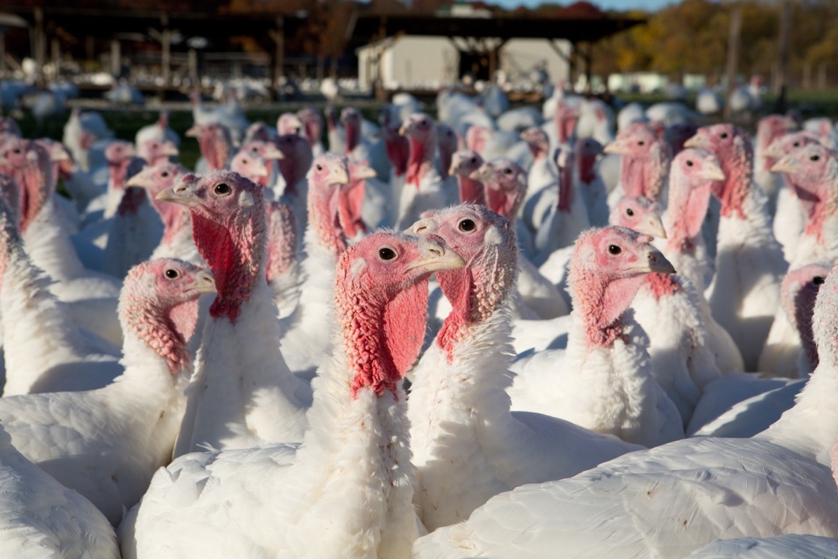 farm turkeys