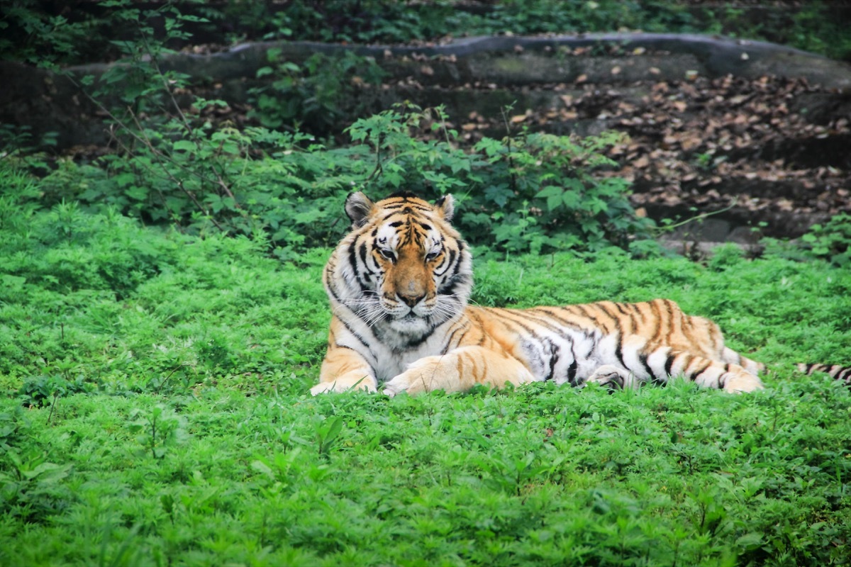 south china tiger