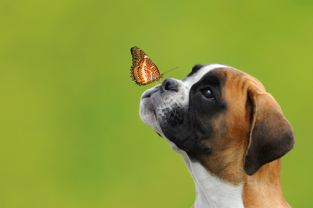 dog and a butterfly flying towards him