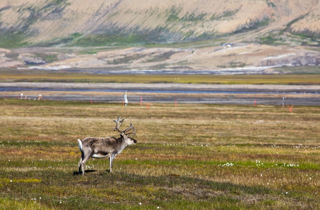 elk on tundra biome