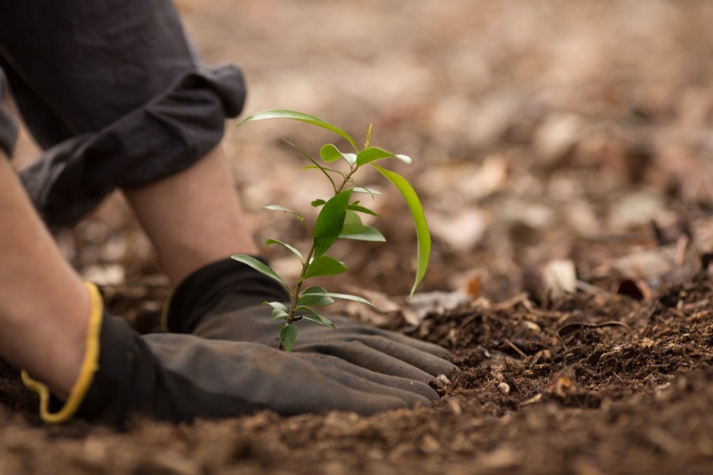 planting a tree