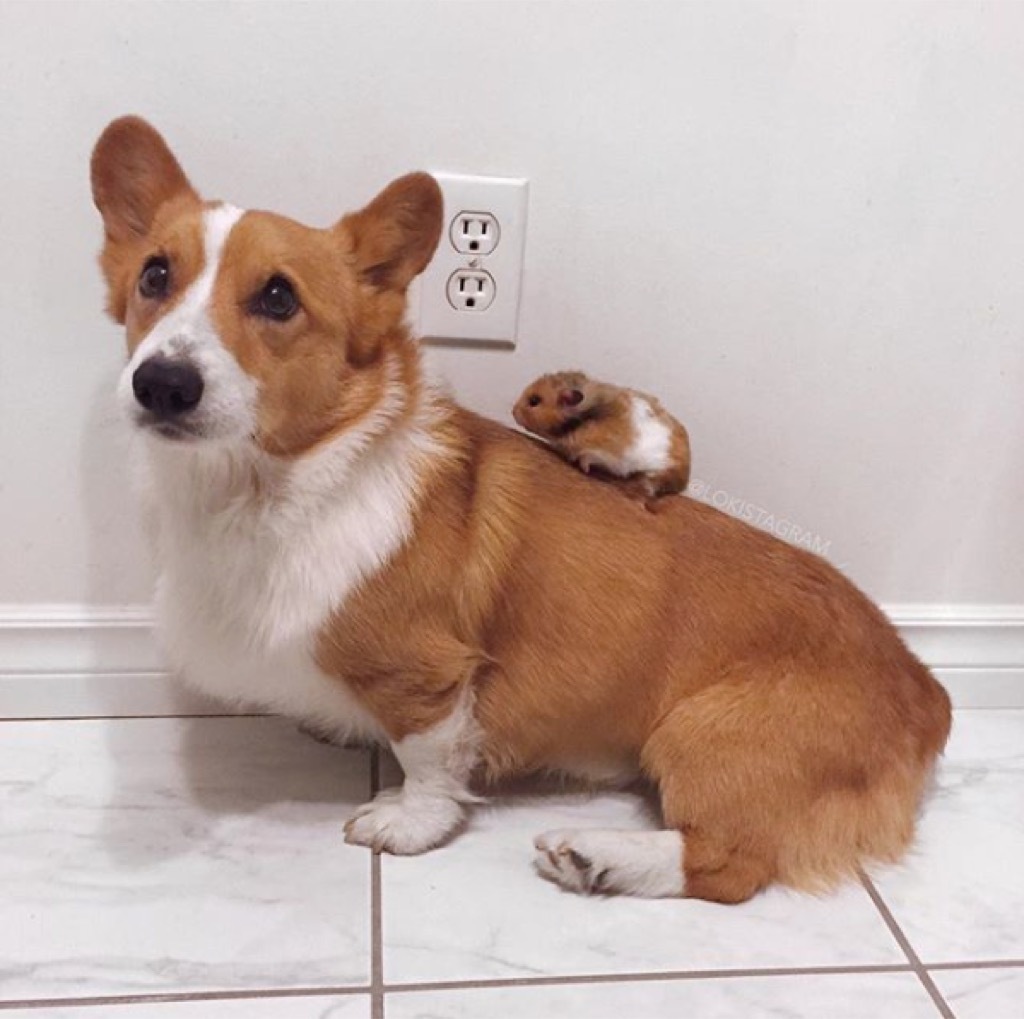 Loki the corgi with his hamster, Ham. 