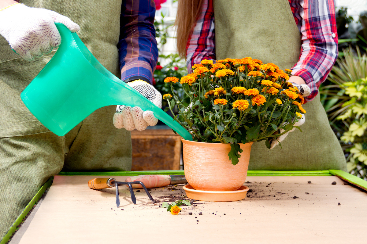 Close up shot of two gardeners in aprons watering a pot of mums.