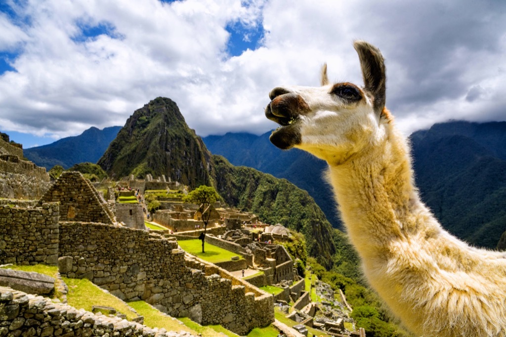 llama at machu pichu