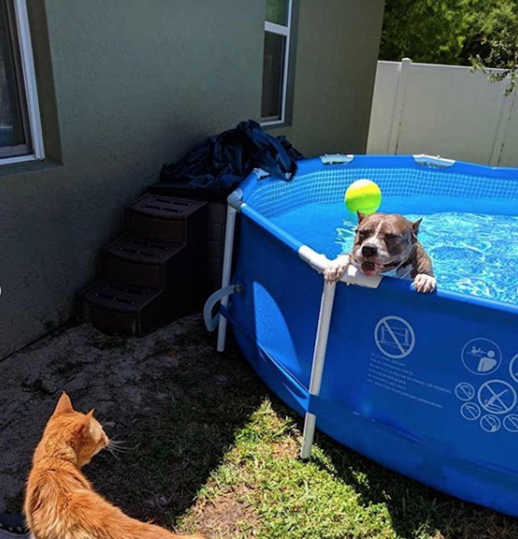 ivy the dog gets tennis ball birthday surprise, goes viral 