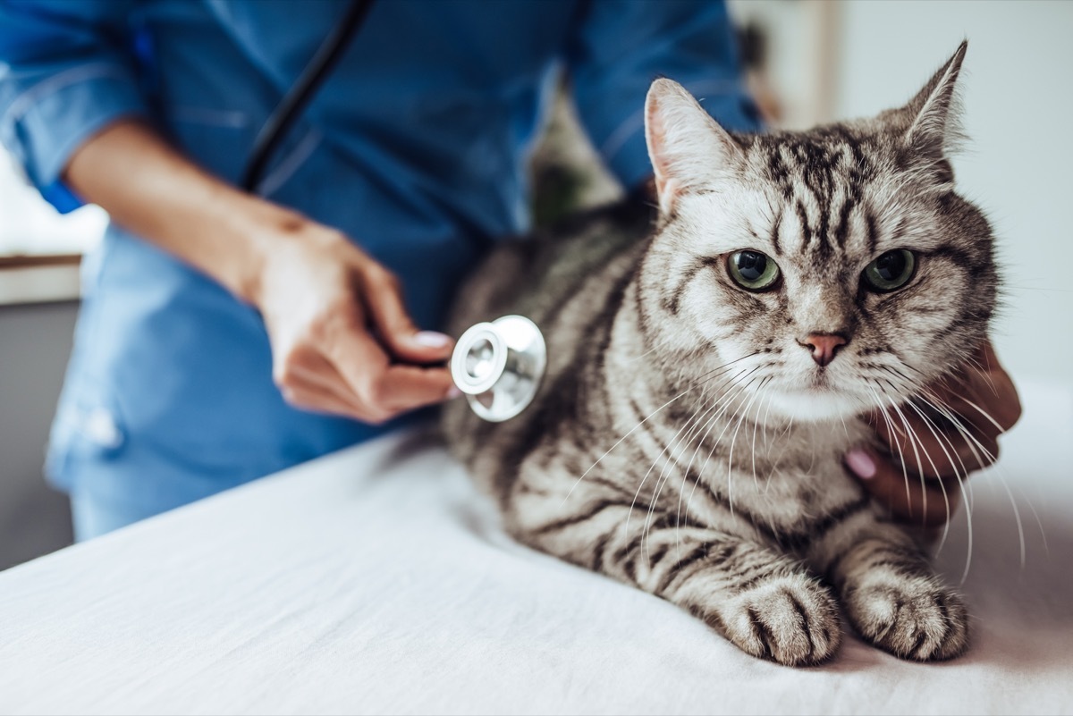 cat at the vet with scope