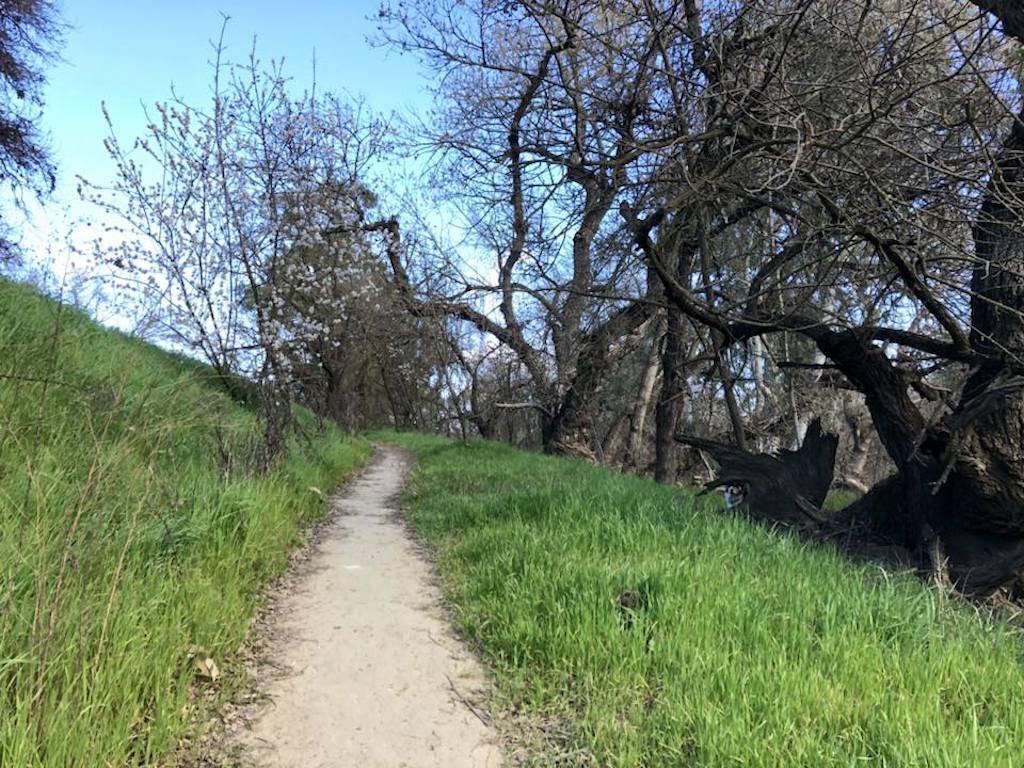 corgi hiding by a trail