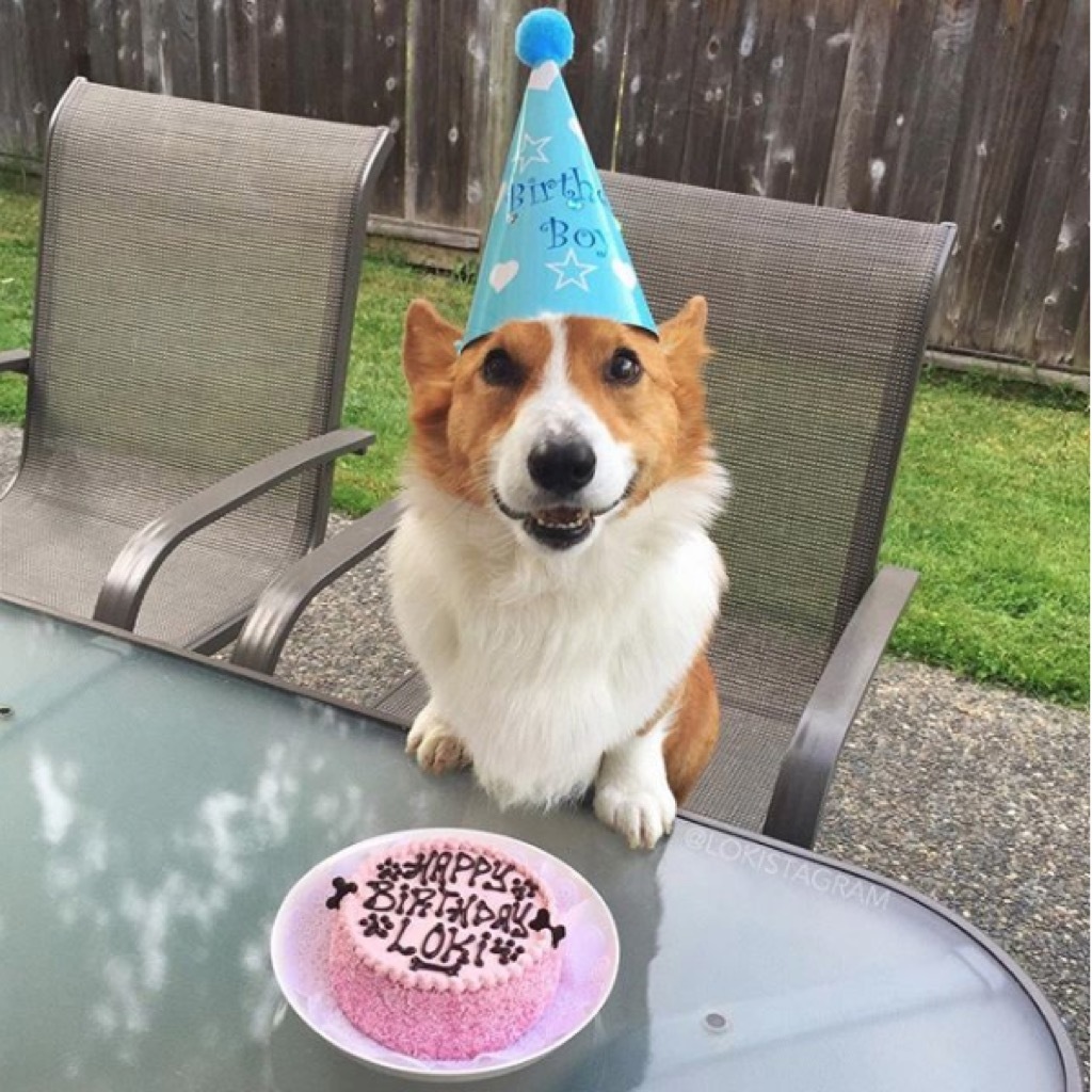 Loki celebrates his birthday. 