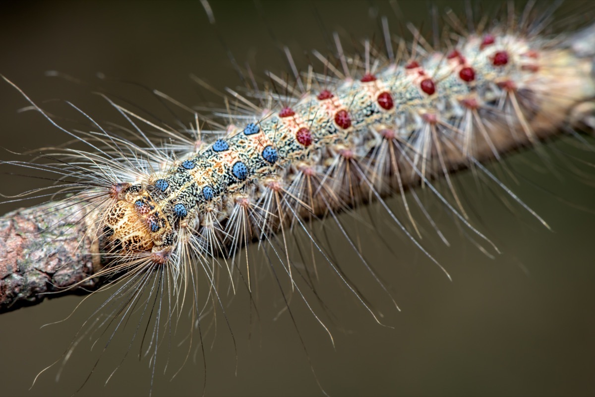 The gypsy moth ( Lymantria dispar ) - family Erebidae - hairy, colorful caterpillar - macro - closeup