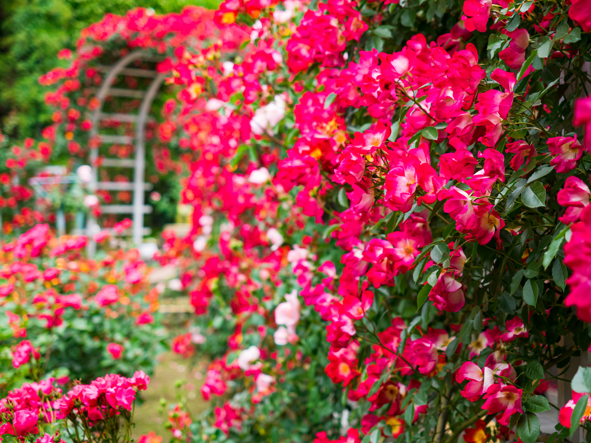 A garden full of dark pink roses