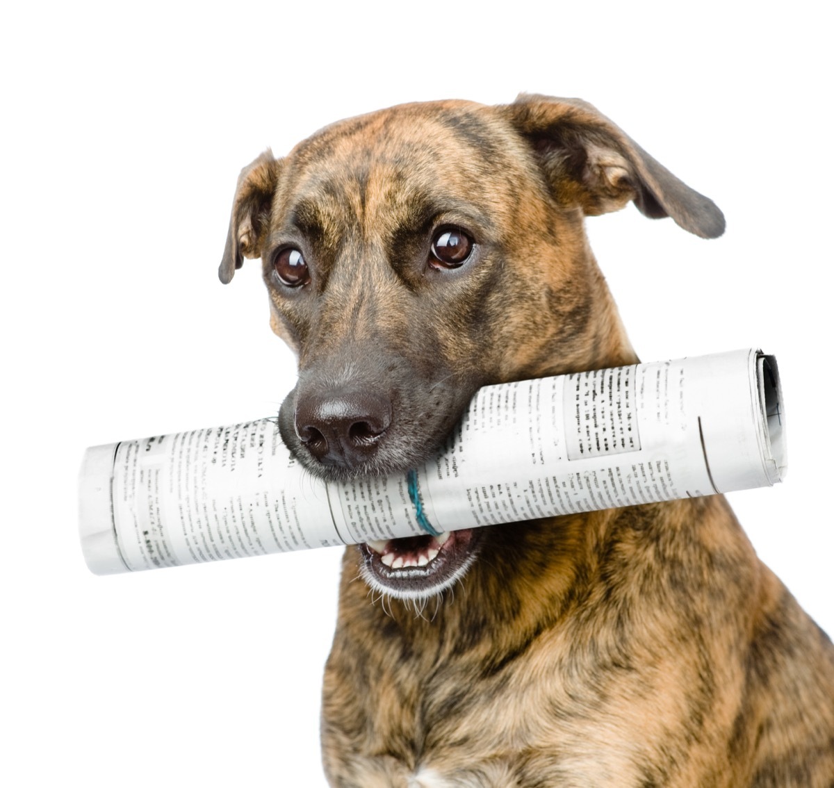 mutt carrying newspaper