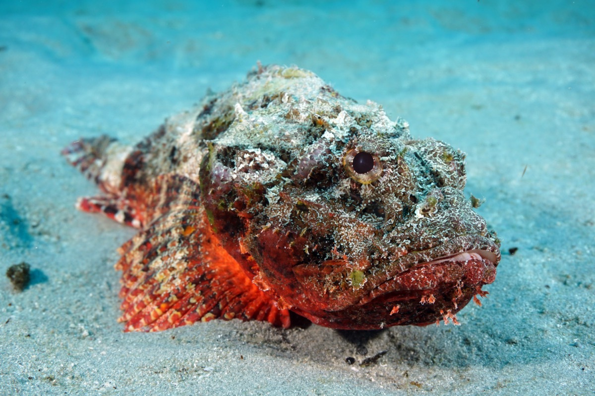 Stonefish