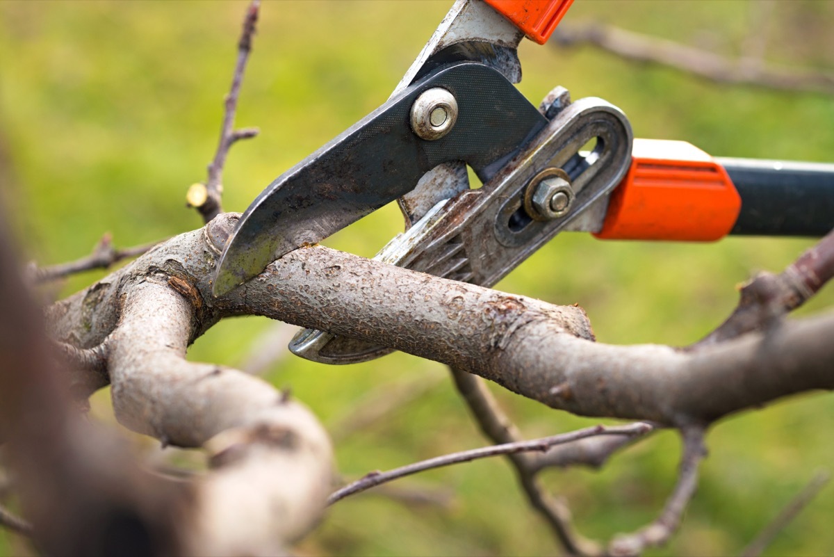 man cutting trees in his backyard, fall home upgrades