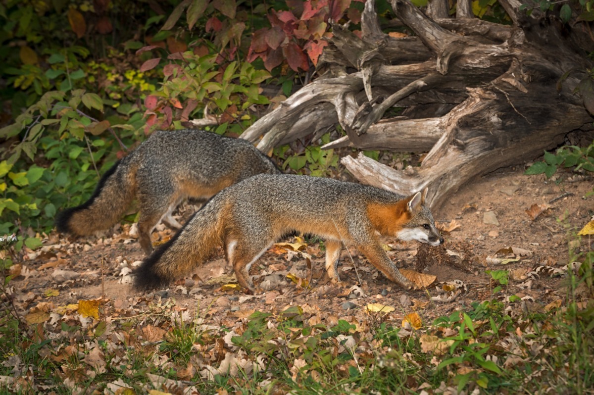 A pair of grey foxes in the wild