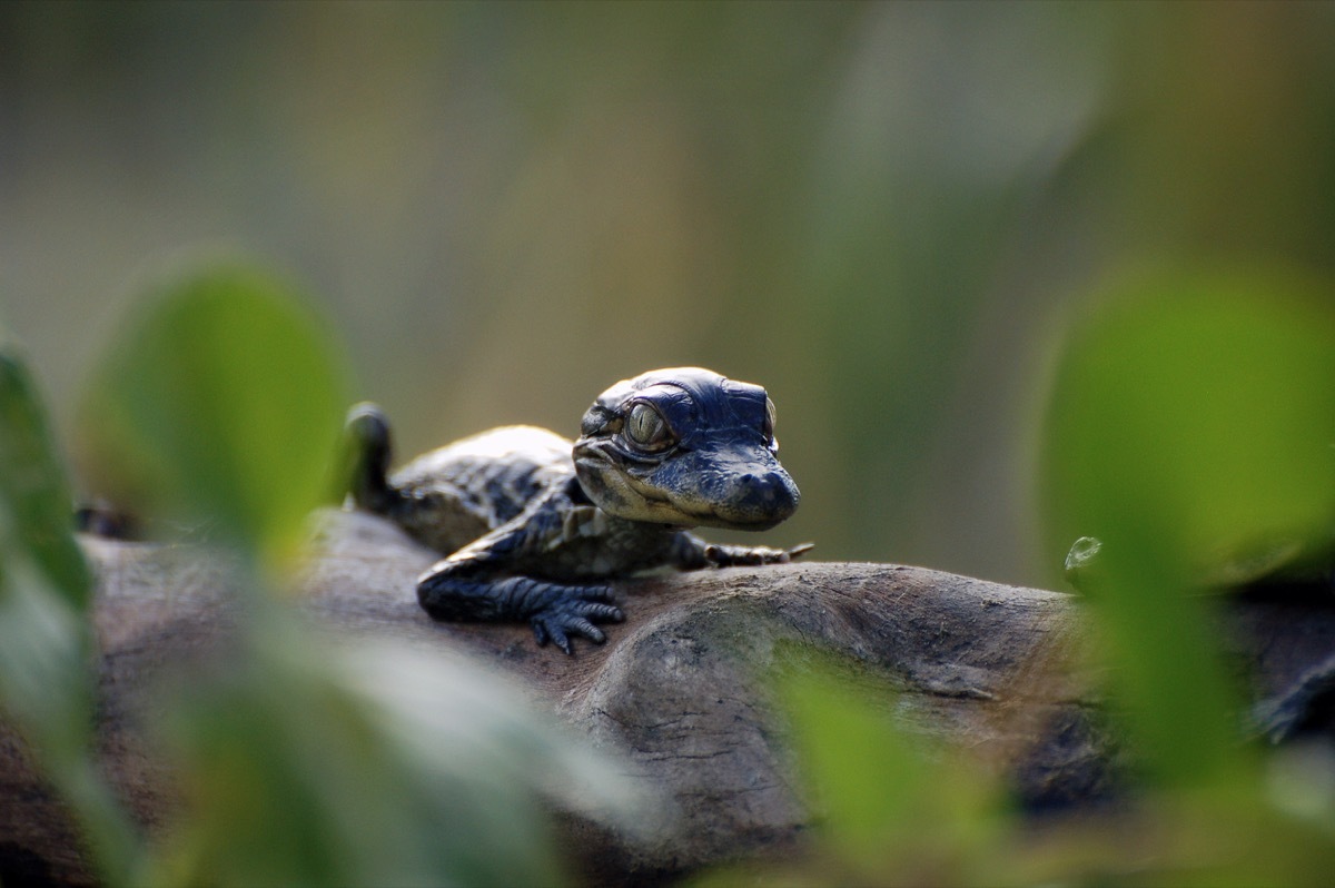 baby caiman crocodile on a tree, dangerous baby animals