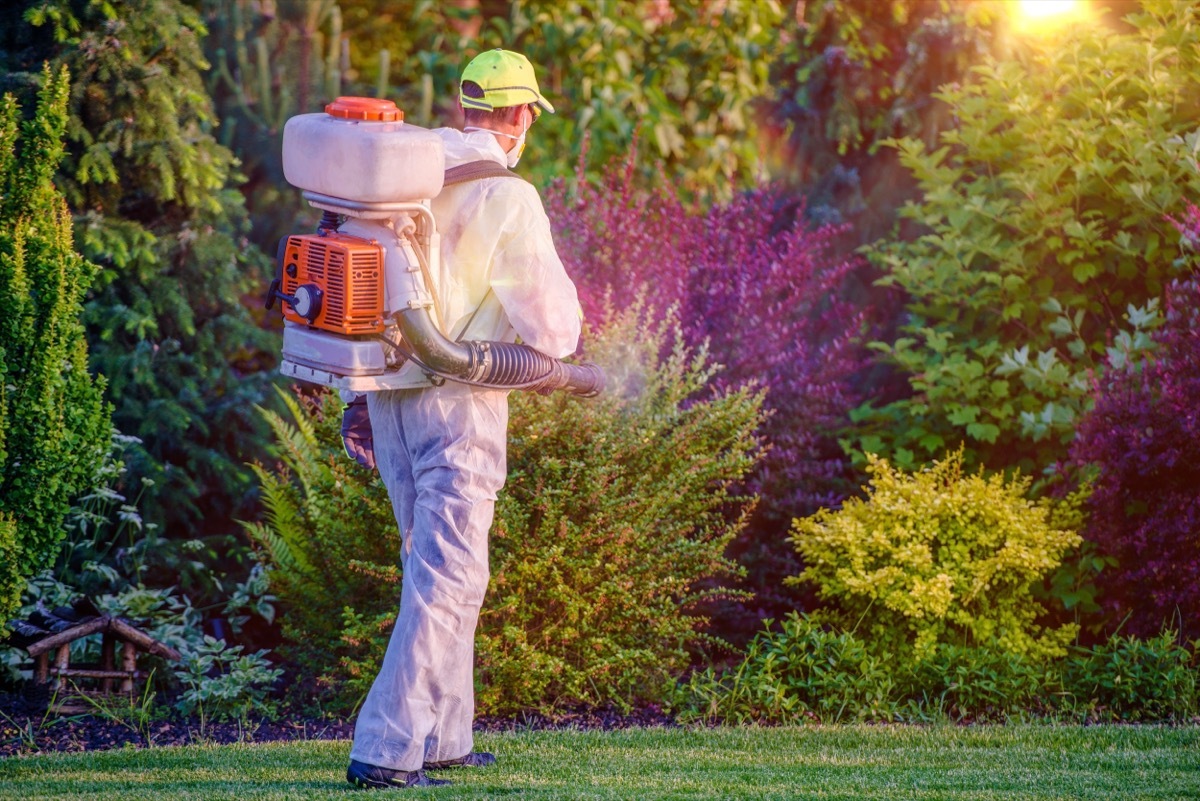 pest control in backyard