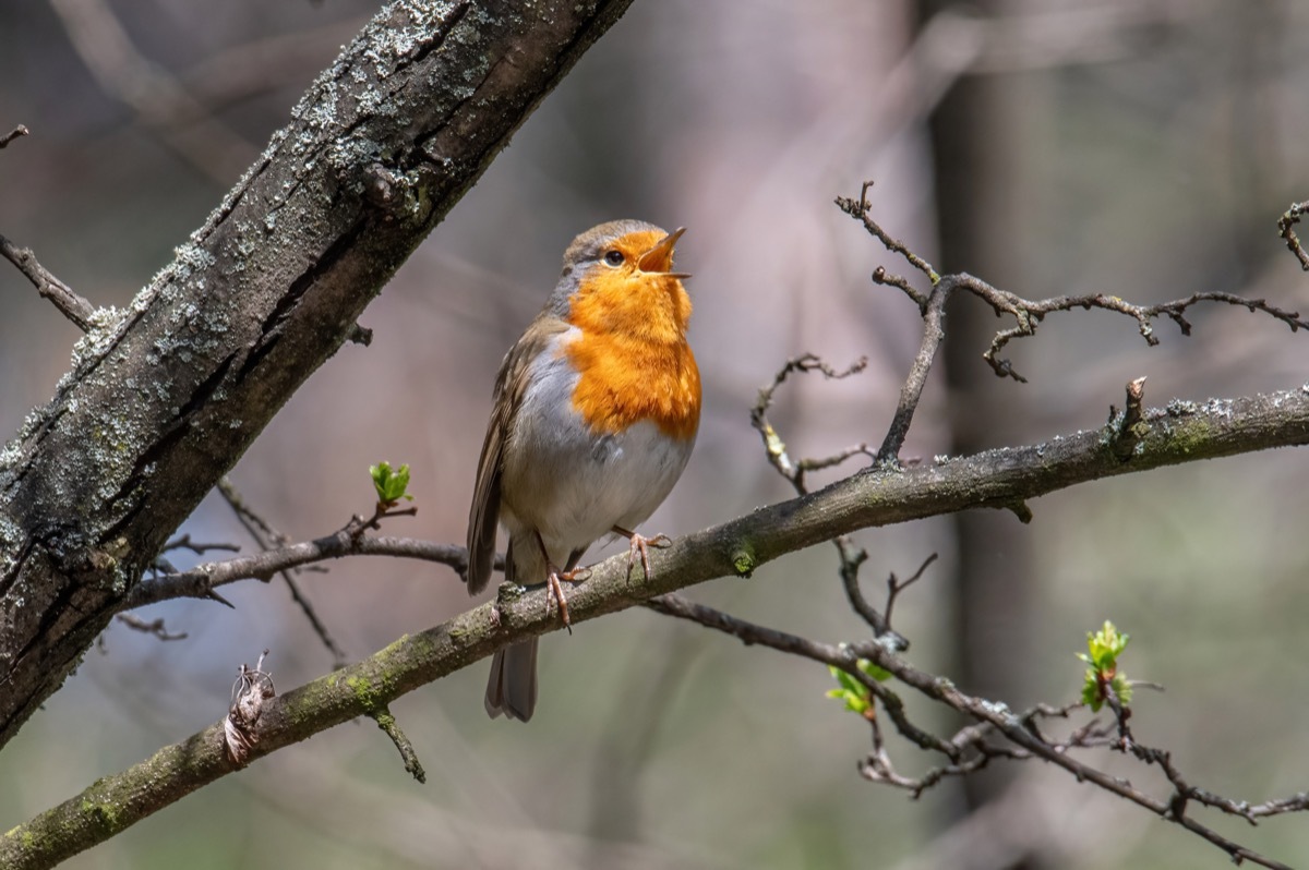 Bird Chirping In a Tree