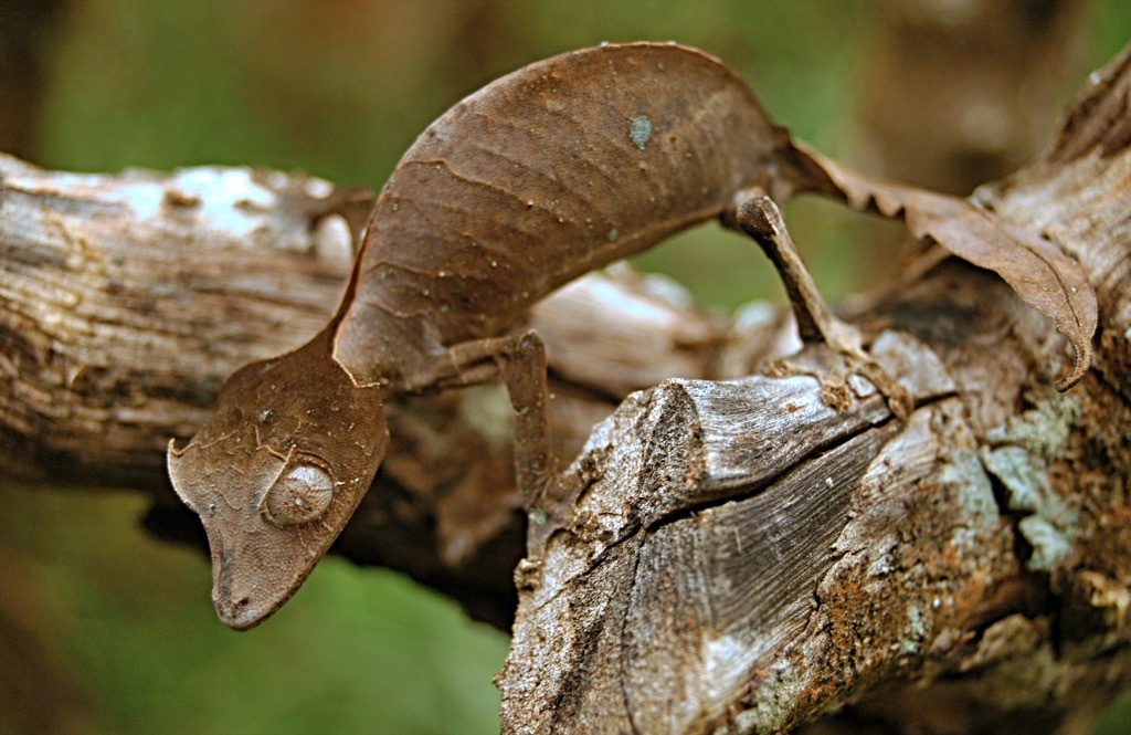 satanic leaf tailed gecko