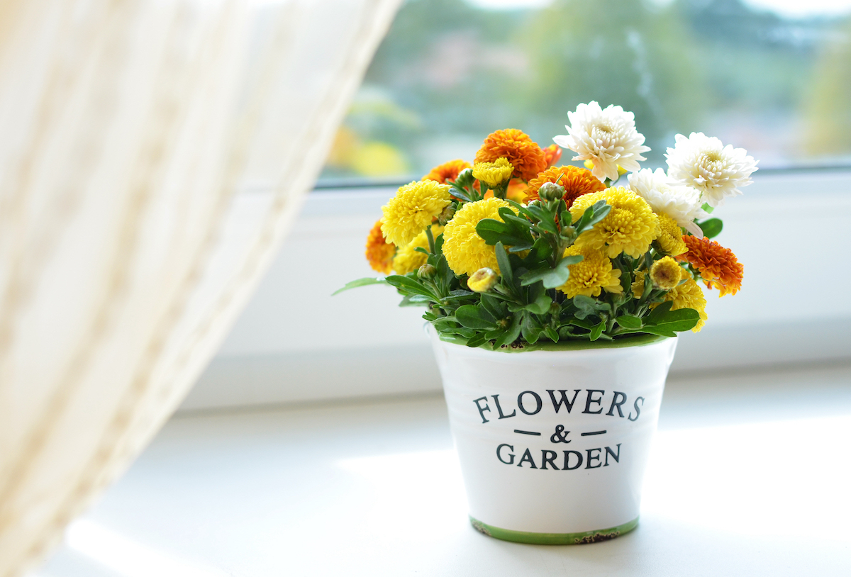 chrysanthemum in pot