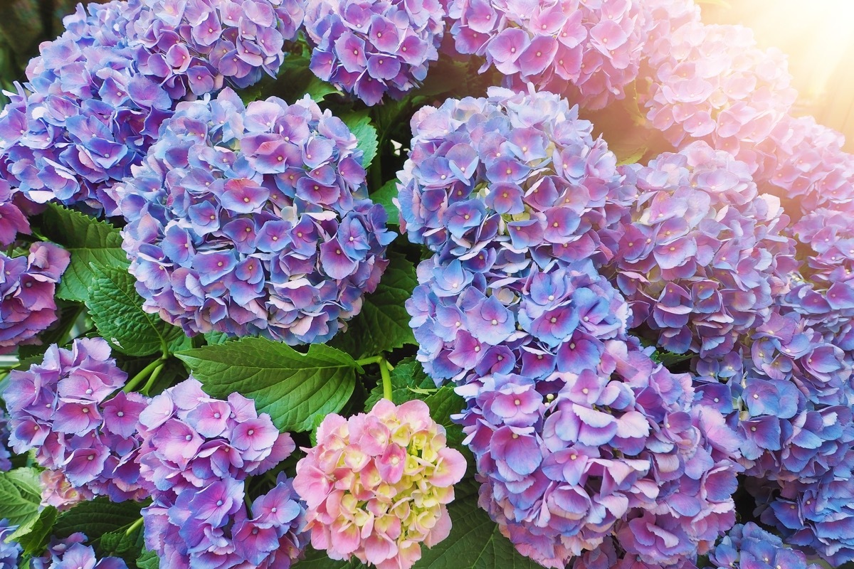 Hydrangeas Dangerous Plants in Your Backyard