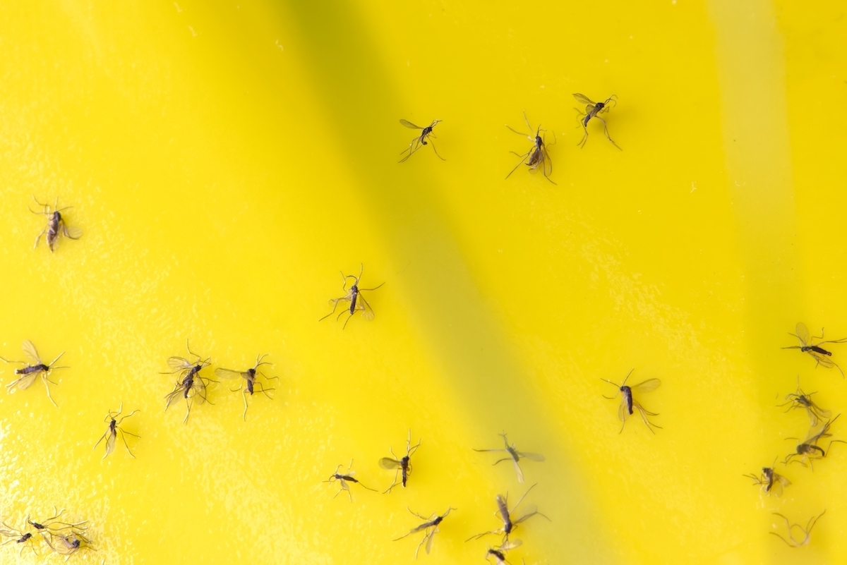 Closeup of fungus gnats being stuck to yellow sticky tape.