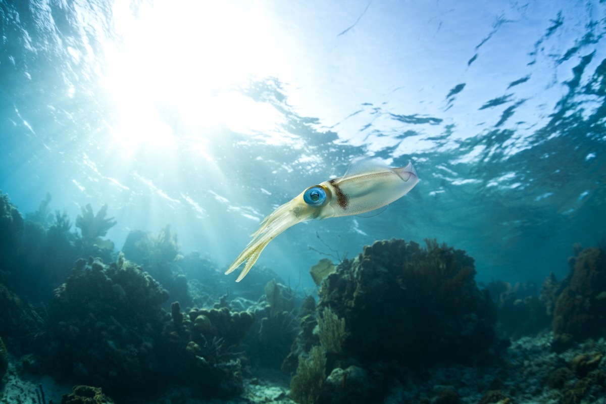 Caribbean Reef Squid (Sepioteuthis sepioidea), hovering over a tropical coral reef off the island of Roatan, Honduras. - Image