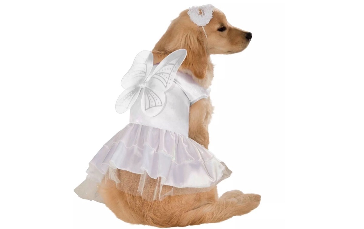 dog angel costume, dog halloween costumes