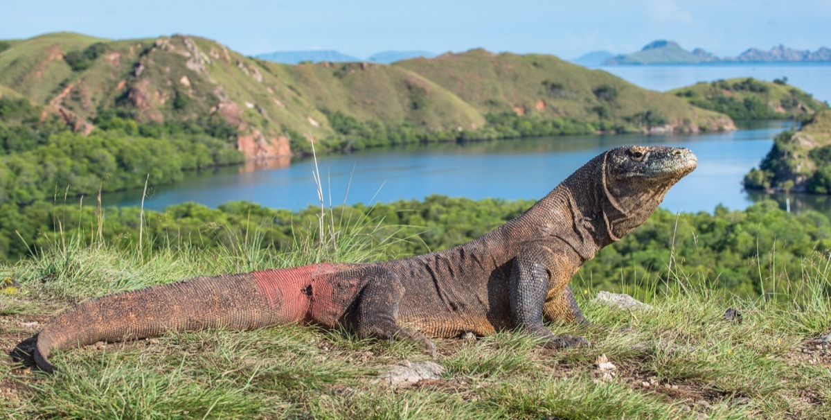 komodo dragon on grass