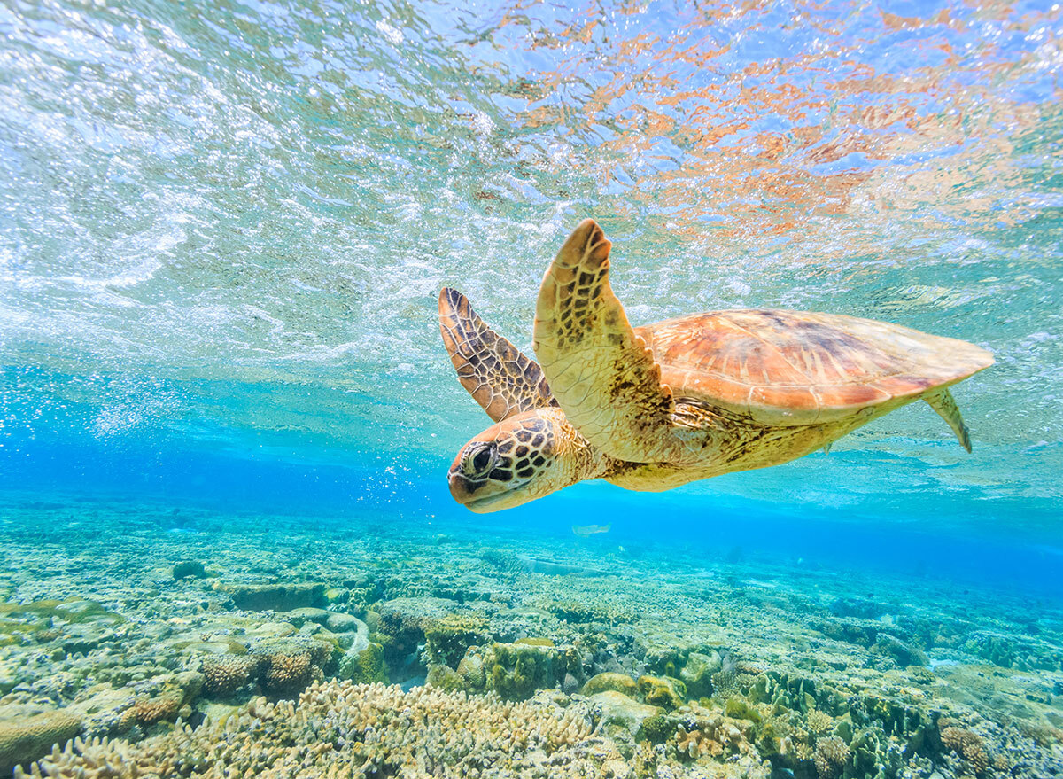 sea turtle swimming underwater