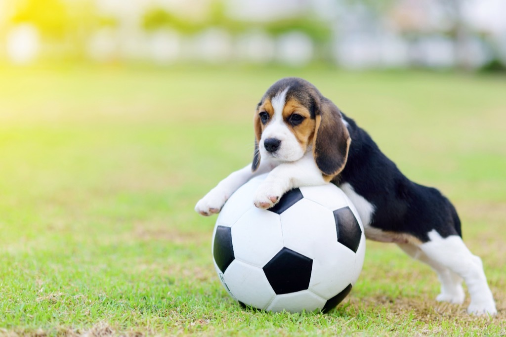 beagle with a soccer ball