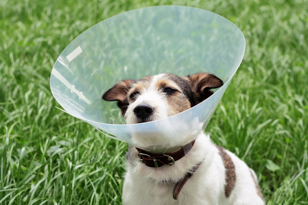 Funny photo of a dog in a cone