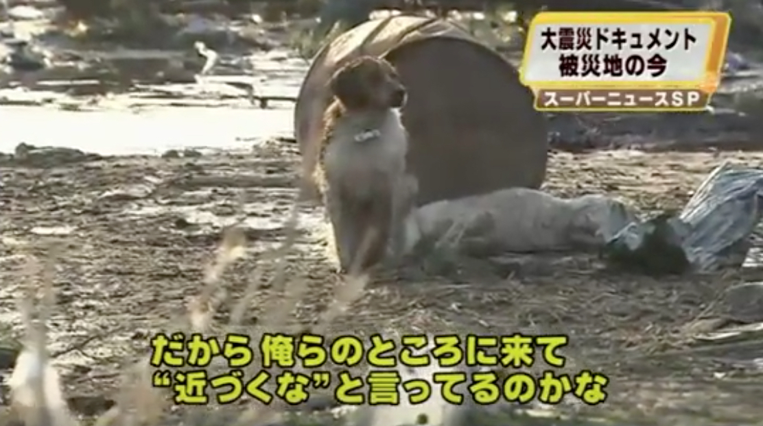 Japanese Rescue Dog Animals Who Are Real-Life Heroes