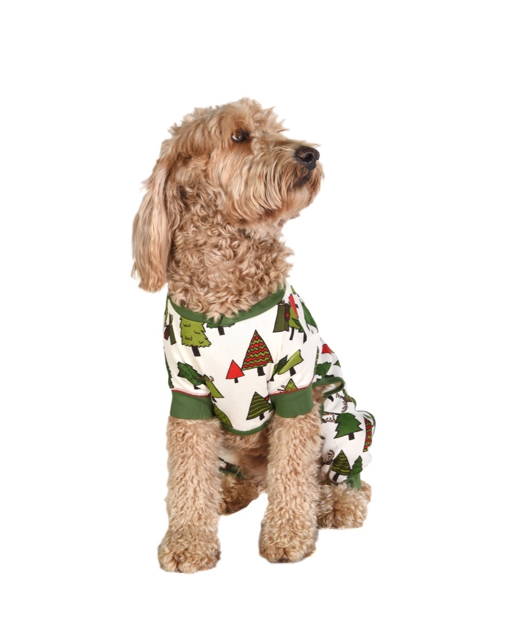 Dog wearing pajamas for Christmas