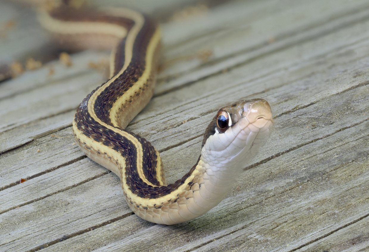 A close up of a snake sitting on a wooden deck