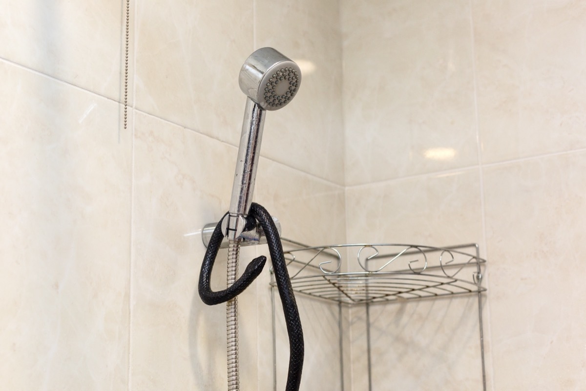 Snake Wrapped Around Shower Head