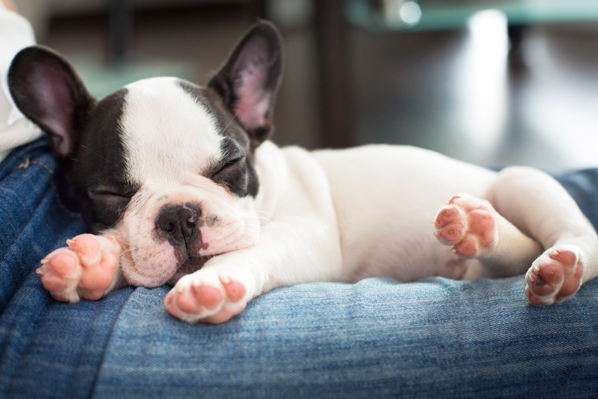 french bulldog puppy sleeping on owner photos of snoozing dogs