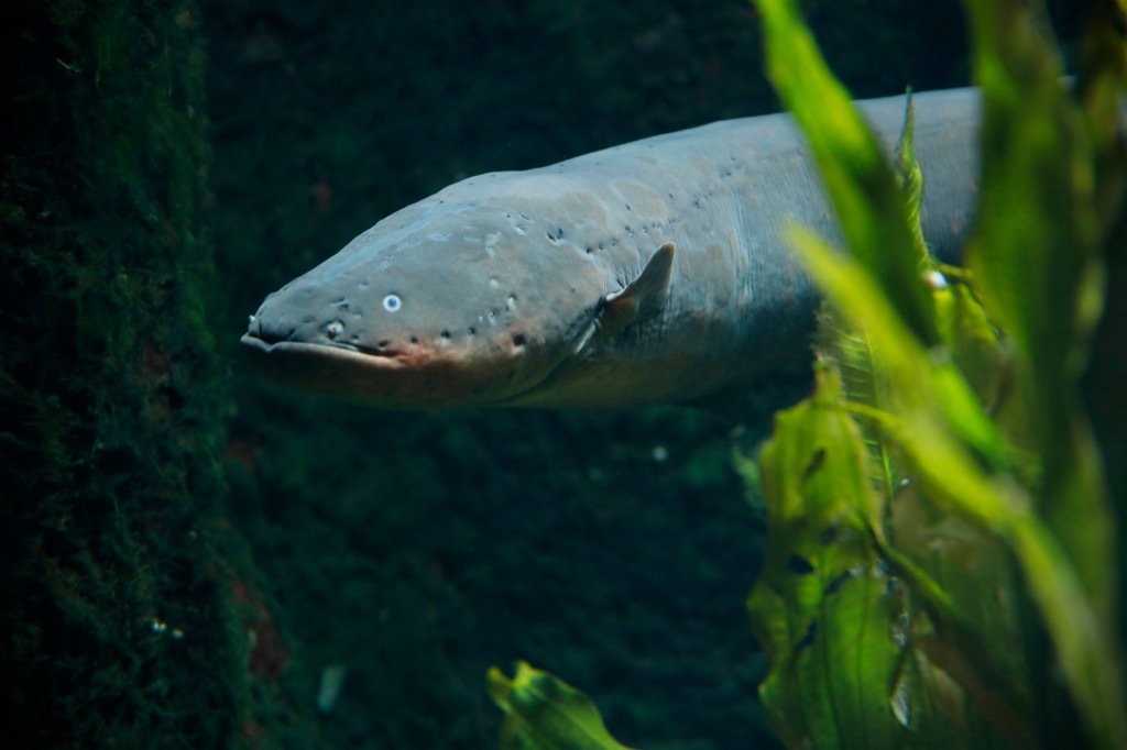 Electric eel sea creature